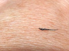 Gigantothrips elegans