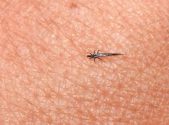 Gigantothrips elegans