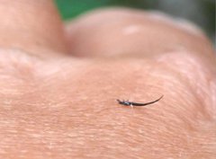 Gigantothrips elegans