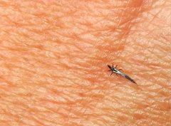 Gigantothrips elegans