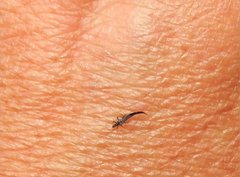 Gigantothrips elegans