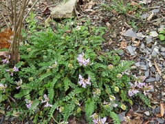 Astragalus distortus engelmannii
