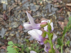Astragalus distortus engelmannii