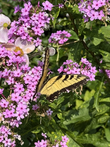 Eastern Tiger Swallowtail