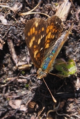 Phyciodes pulchella