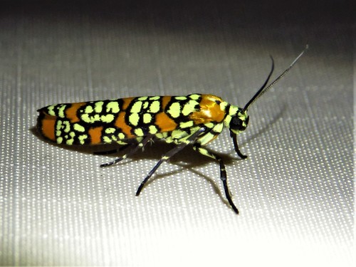 Ailanthus webworm
