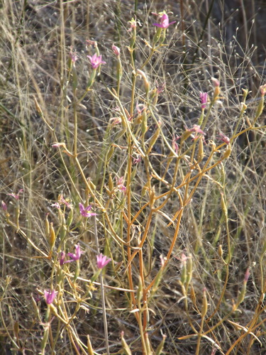 Image of Zeltnera namatophila by (c) Amy, some rights reserved (CC BY)