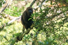 Alouatta guariba
