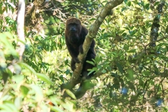 Alouatta guariba