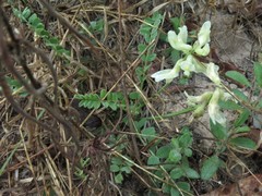 Astragalus soxmaniorum
