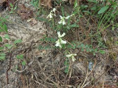 Astragalus soxmaniorum