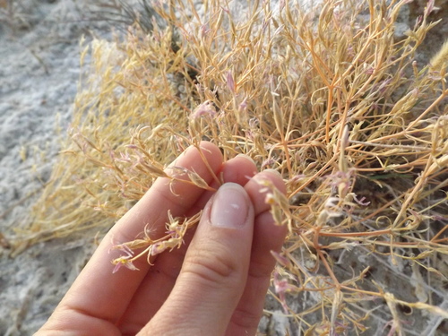 Image of Zeltnera namatophila by (c) Amy, some rights reserved (CC BY)