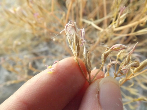 Image of Zeltnera namatophila by (c) Amy, some rights reserved (CC BY)
