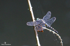 Onychothemis testacea