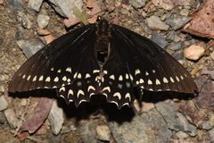 Papilio menatius victorinus