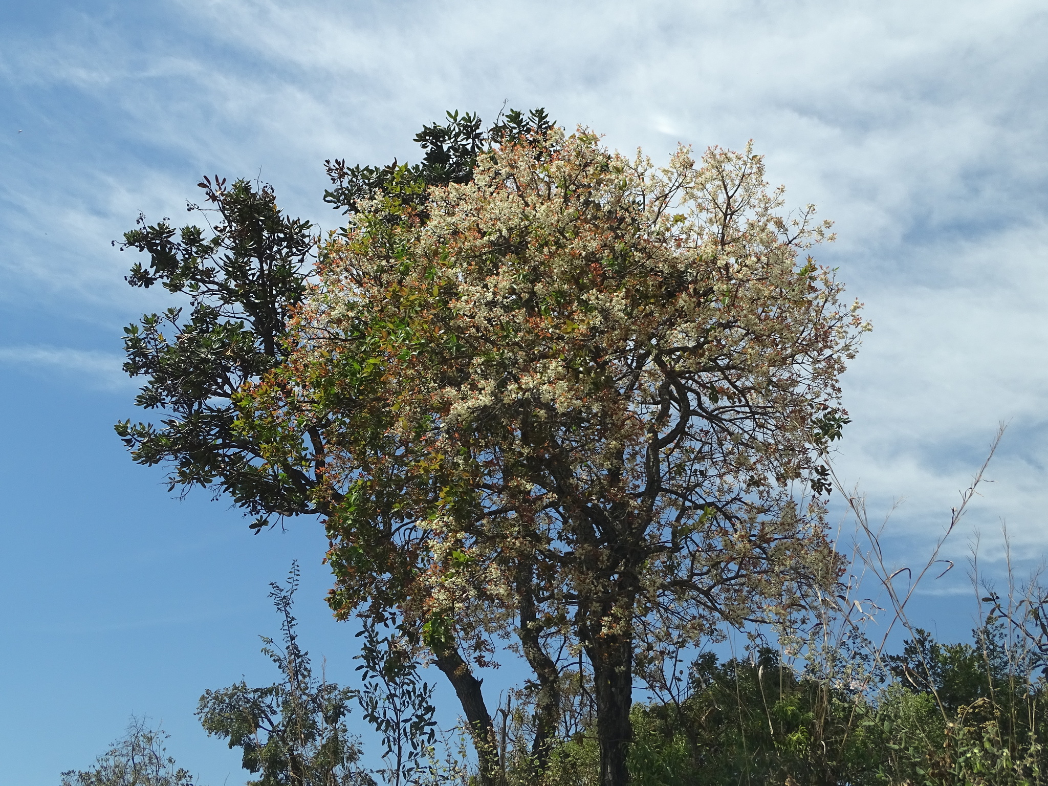 Eugenia dysenterica