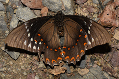 Papilio menatius victorinus