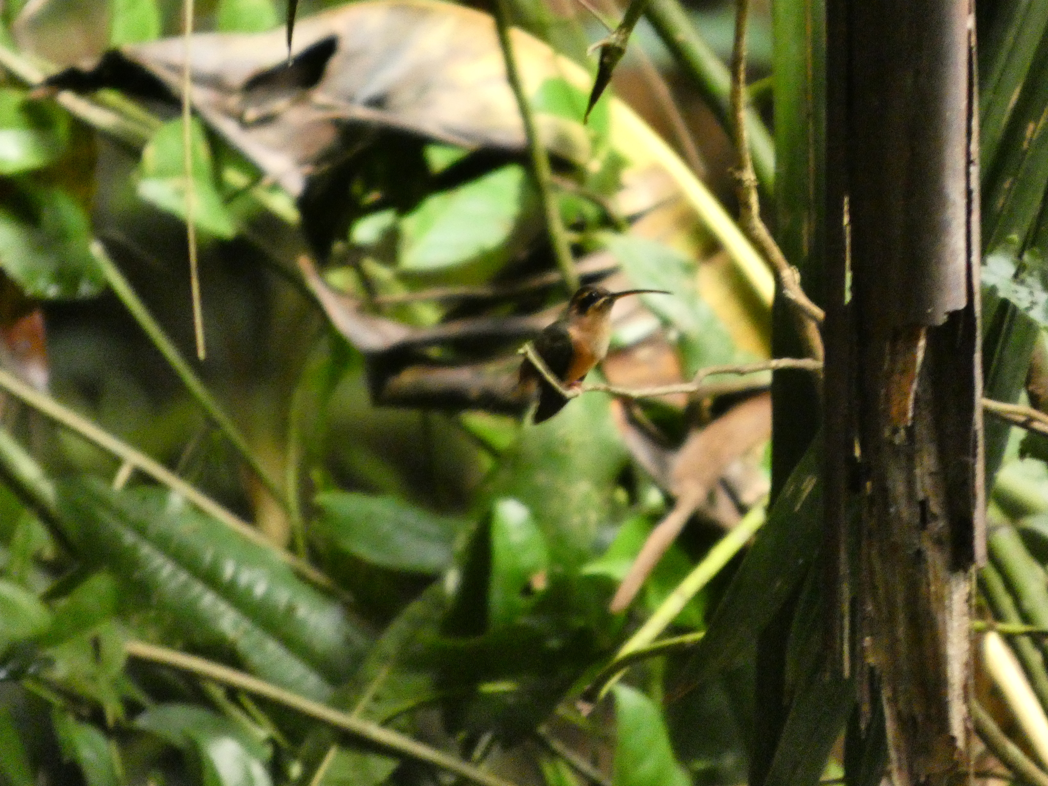 Bronzy Hermit (Glaucis aeneus), photo 4