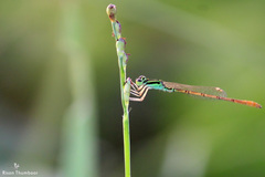 Agriocnemis keralensis