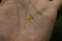 Alloispermum scabrum