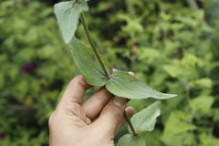 Alloispermum scabrum