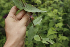 Alloispermum scabrum