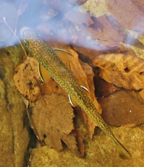 Salvelinus fontinalis image