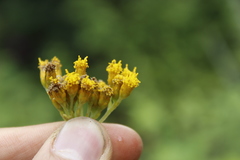 Alloispermum scabrum