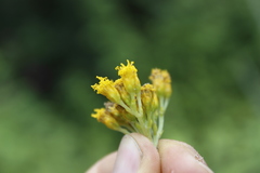 Alloispermum scabrum