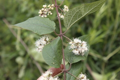 Ageratina areolaris