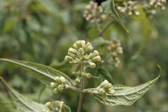 Ageratina areolaris