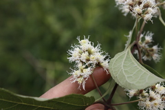 Ageratina areolaris