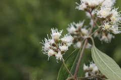 Ageratina areolaris