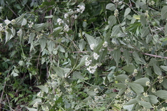 Ageratina areolaris