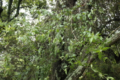 Archibaccharis hirtella