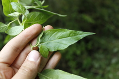 Archibaccharis hirtella