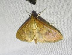 Psara dryalis