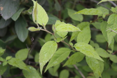 Archibaccharis hirtella