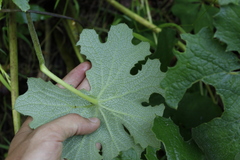 Psacalium peltatum