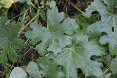 Psacalium peltatum