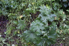 Psacalium peltatum
