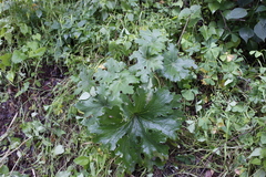 Psacalium peltatum
