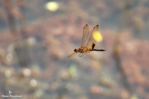 Photo of Amber-winged Glider (Hydrobasileus croceus)