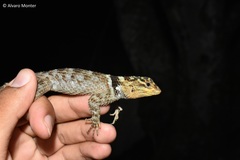 Sceloporus serrifer
