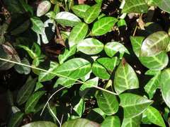 Trachelospermum asiaticum