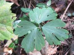 Semiaquilegia adoxoides