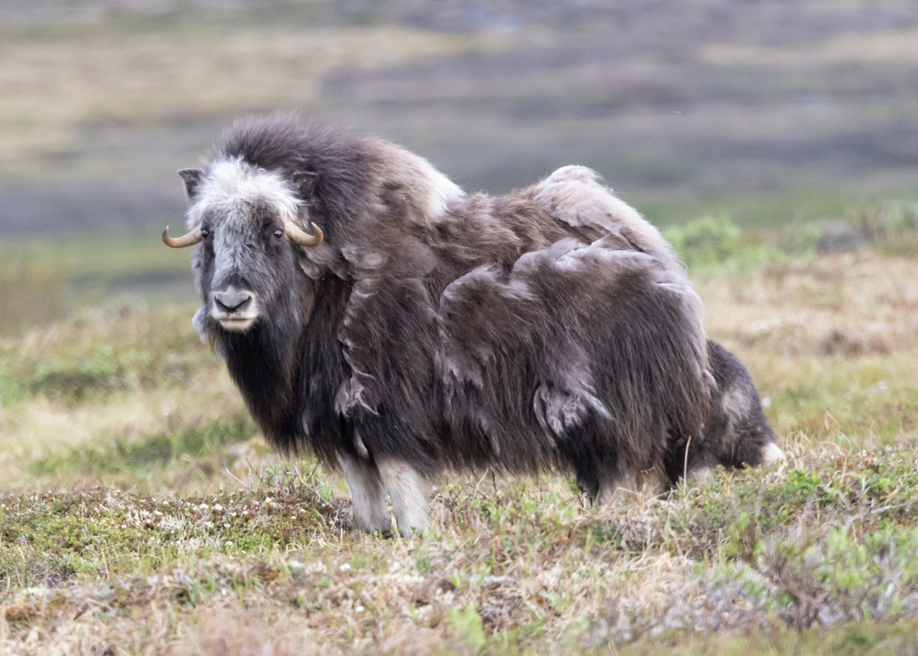 Ovibos moschatus, Nome, AK, USA, by jefflewisnature