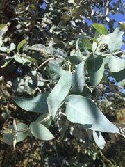 Eucalyptus globulus globulus