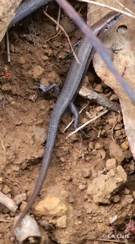 Lampropholis delicata observed 2019-10-19