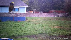 Coccothraustes vespertinus brooksi